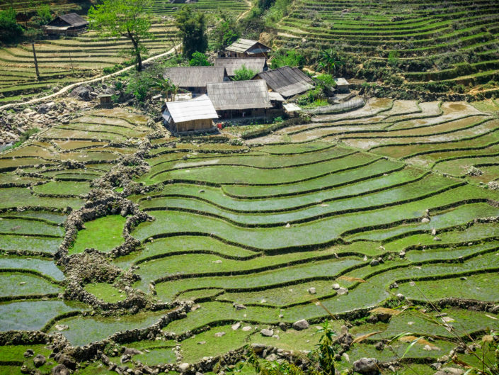 Sapa rice fields