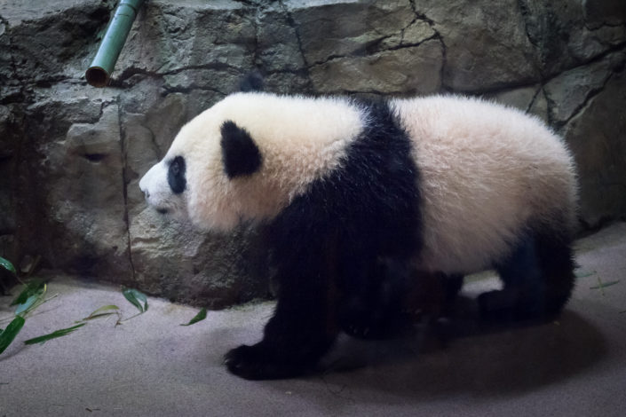 Bei Bei