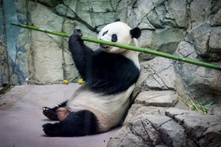 Mei Xiang