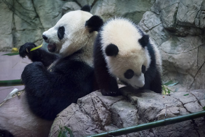 Mom and Bei Bei