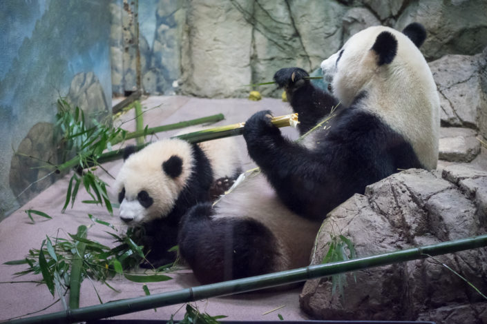 Mom and Bei Bei