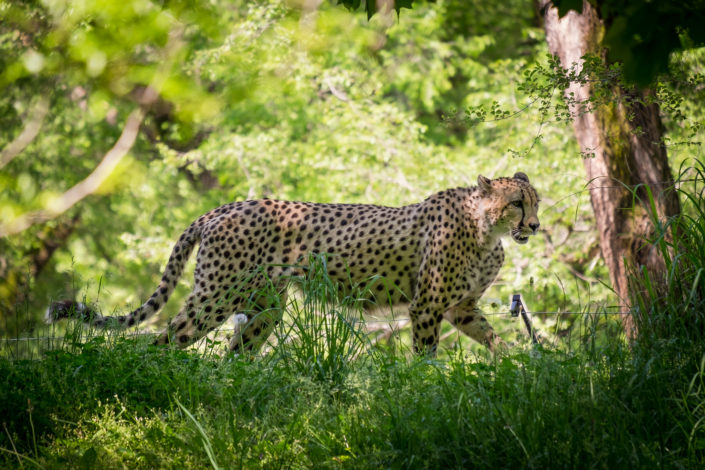 Cheetah